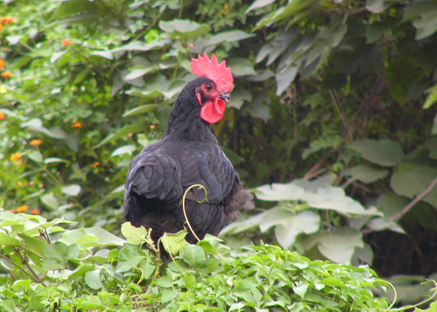 黑羽母雞